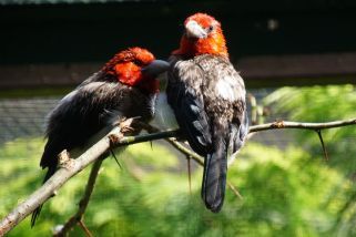 Lybius melanopterus - Braunbrust-Bartvogel